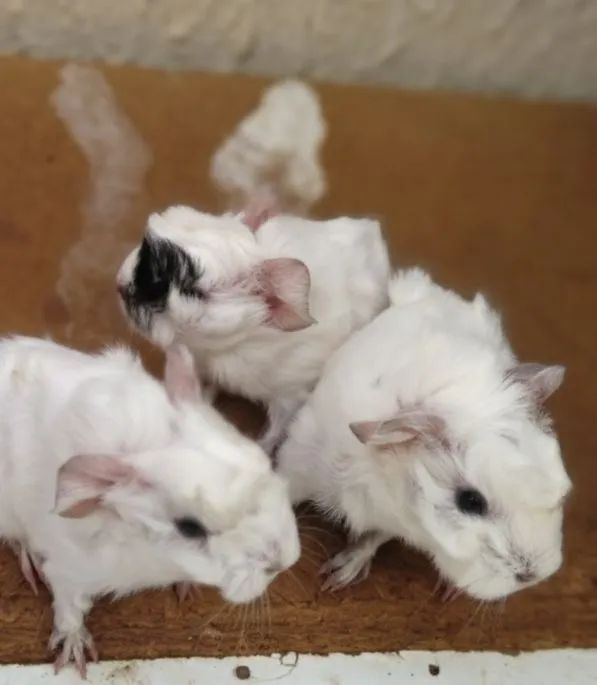 Porquinhos da Índia Peruanos - Pelo Longo  - Foto 3