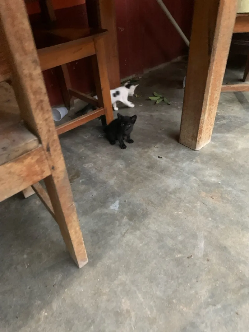 Gatinhos para adoção