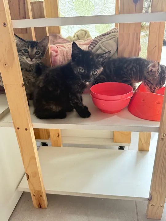 Doa- se gatinhos. Eles estavam no meio da rua.  