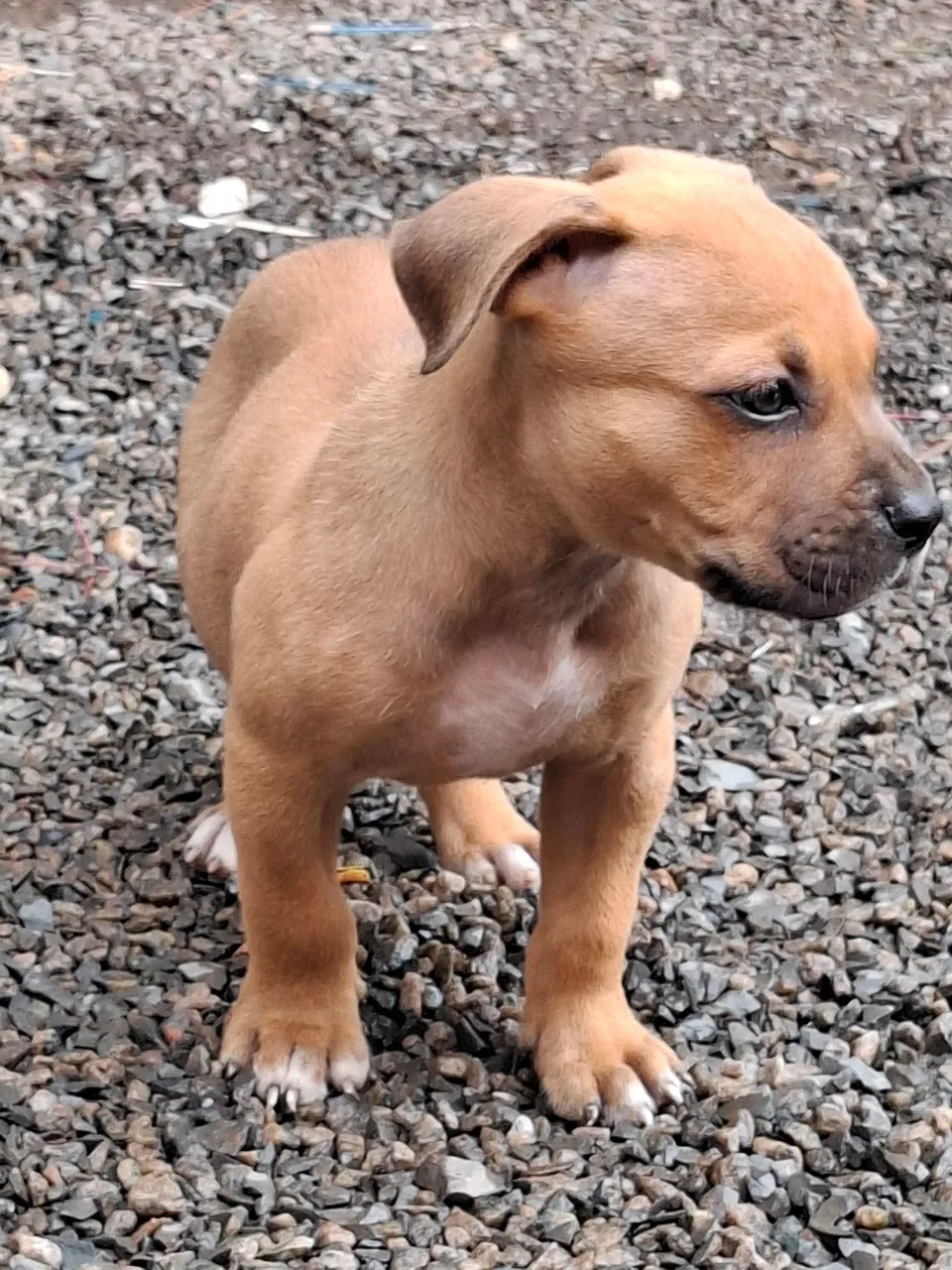 Vendo filhote fêmea
