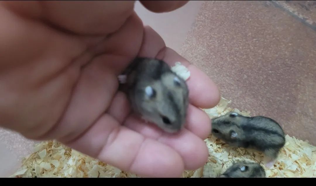 Filhotes de Hamster anão  - Foto 5