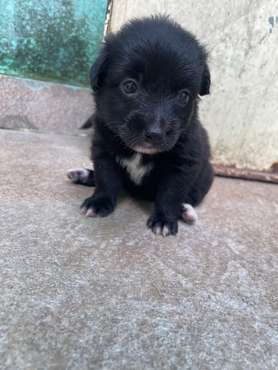 Cachorrinho poodle 