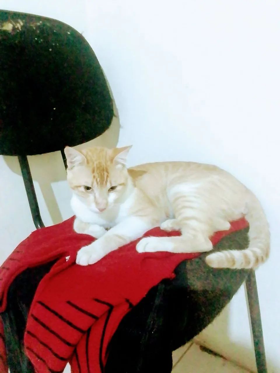 Gatinho Amarelo adoção responsável