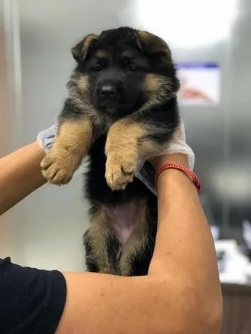 Pastor Alemão - Filhote macho - Adquira de loja com segurança - 11.949.33.76.34 - Foto 3
