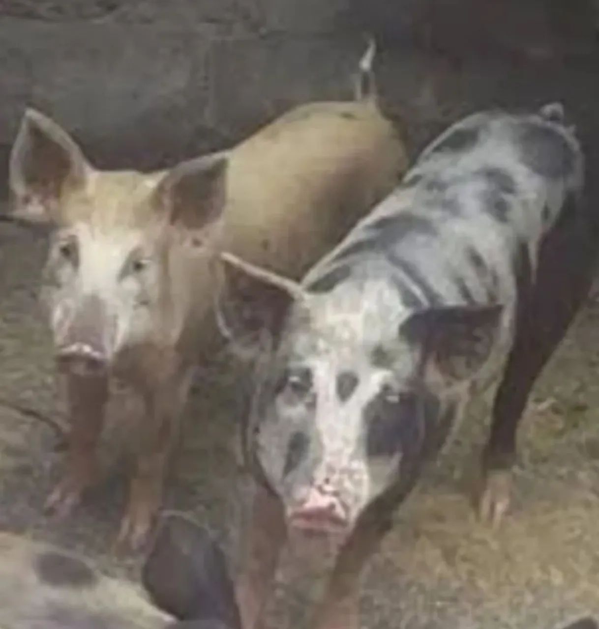 Leitão para natal  - Foto 3