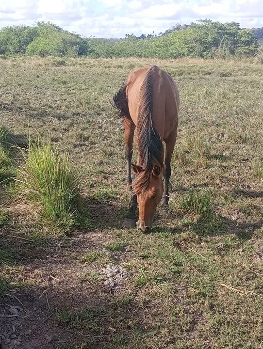 Cavalo para venda - Foto 2
