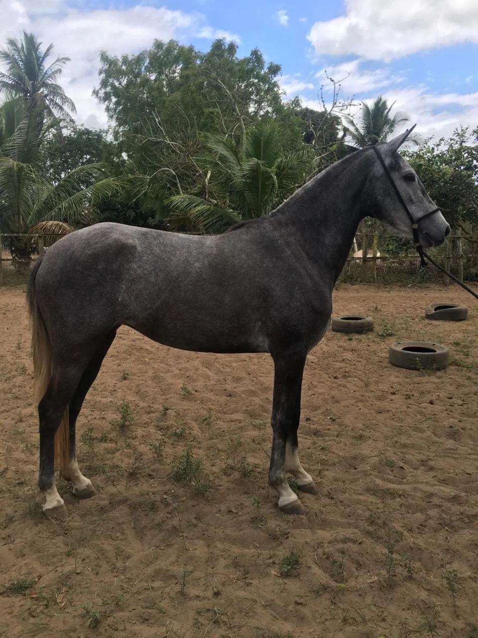 Égua Mangalarga Marchador 3 anos - Filha de Quirela O.D. - Foto 2