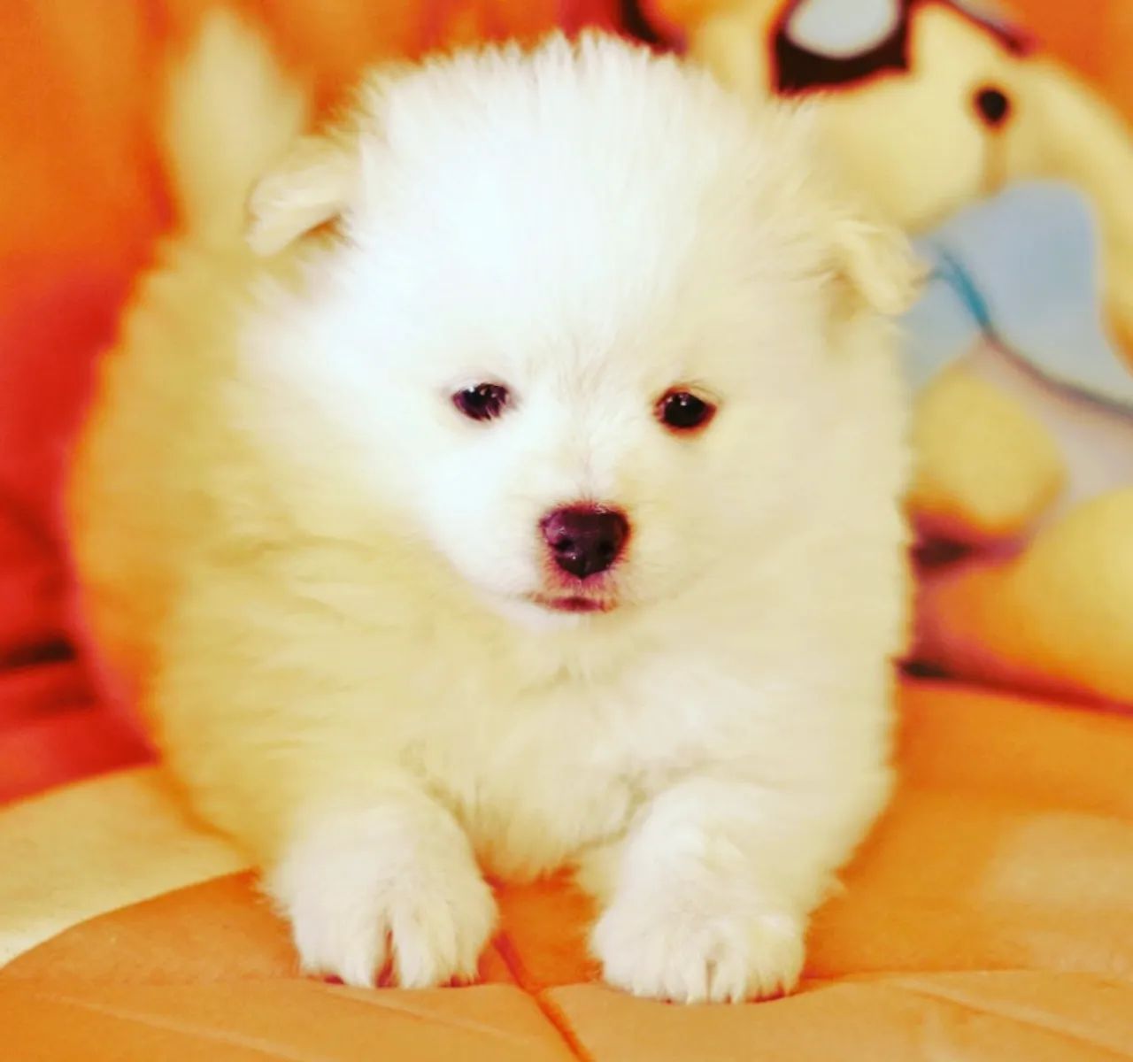Spitz Alemão Anão Branco Fêmea Macho - Foto 6