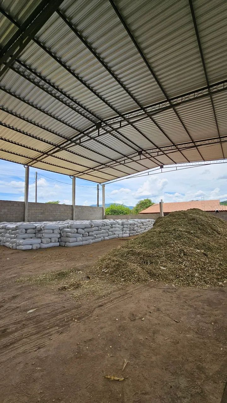 Silagem de milho verde - Foto 2