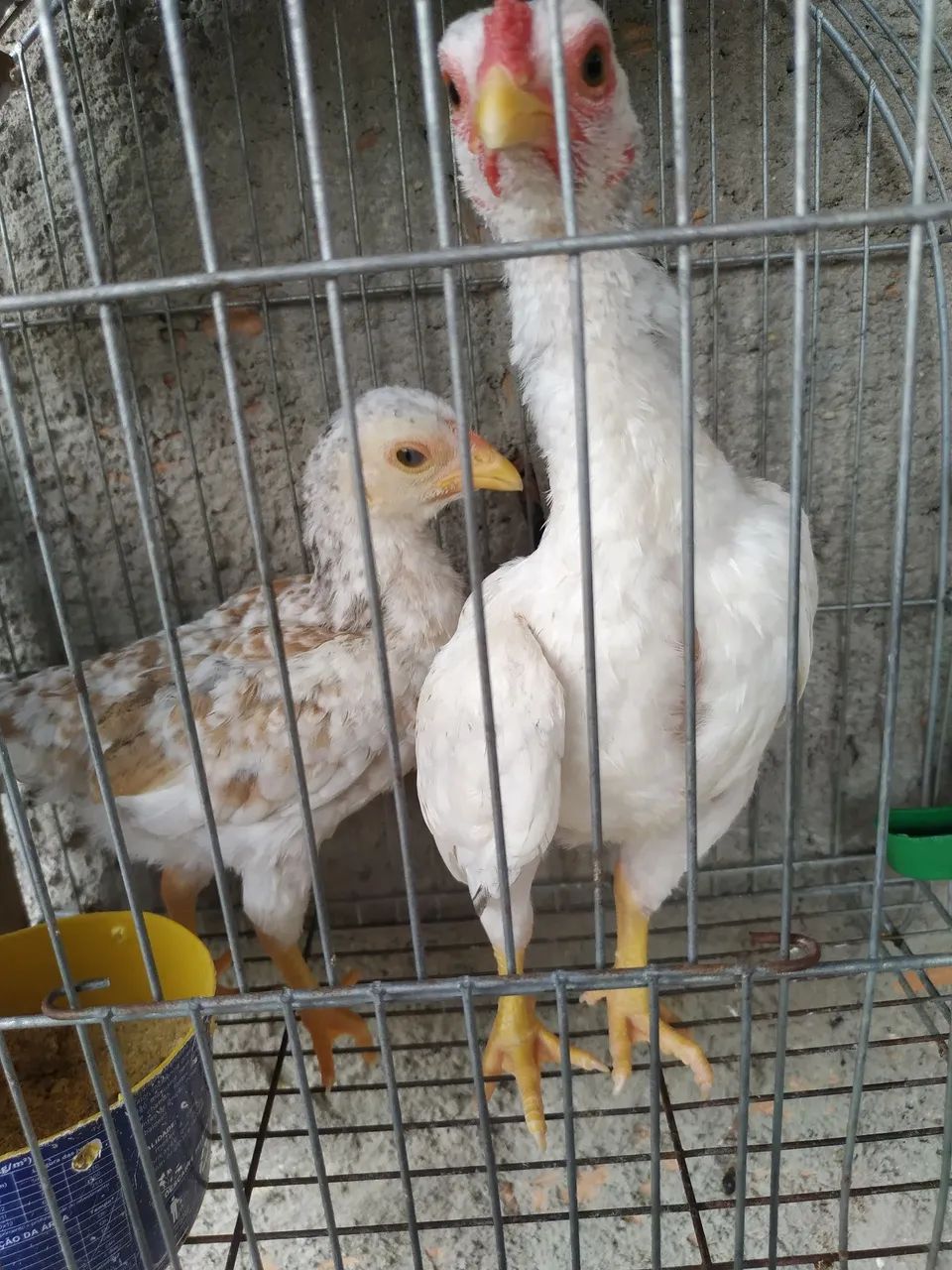 Vendo 