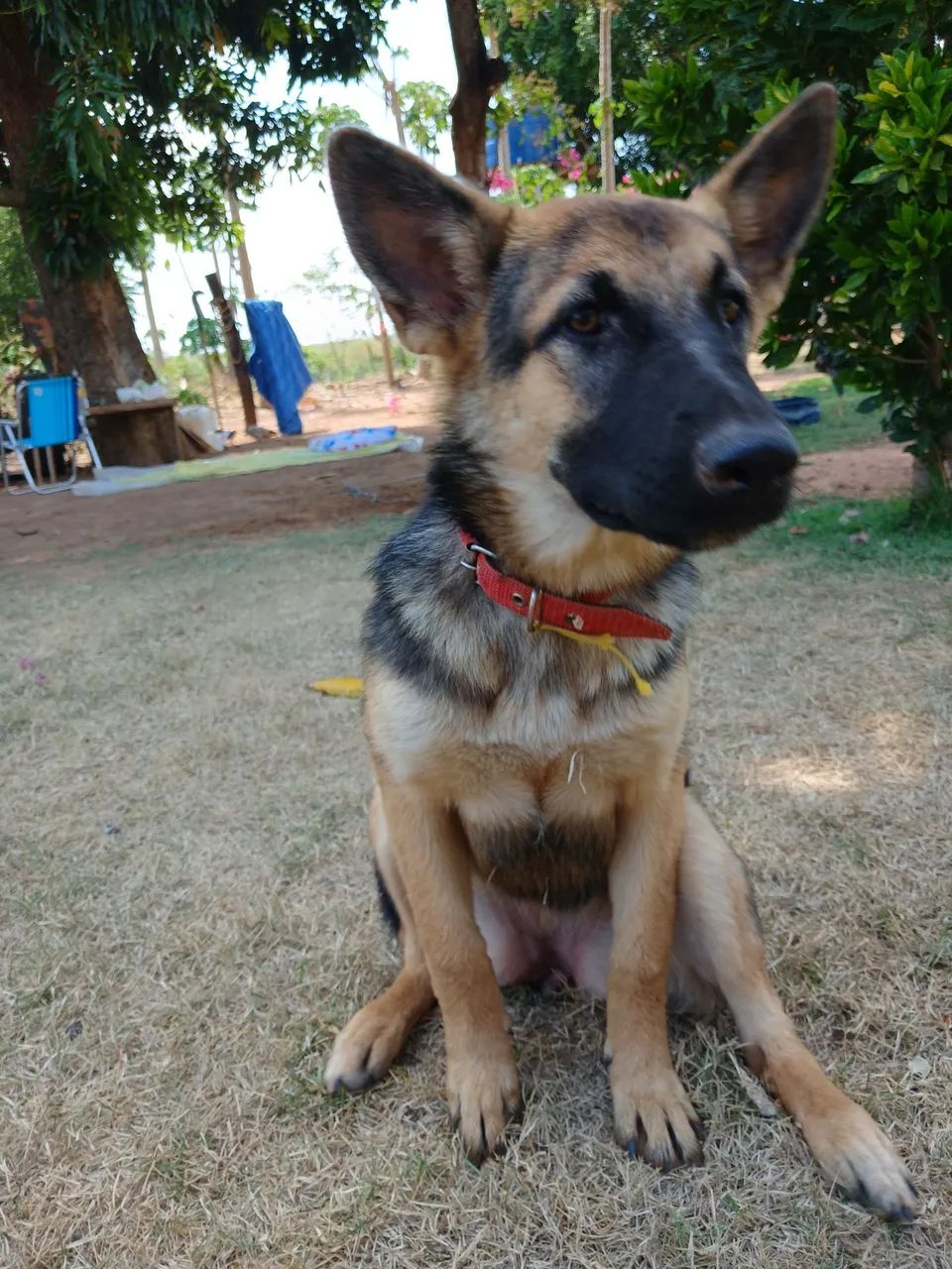 Cão Pastor alemão capa preta - Foto 2