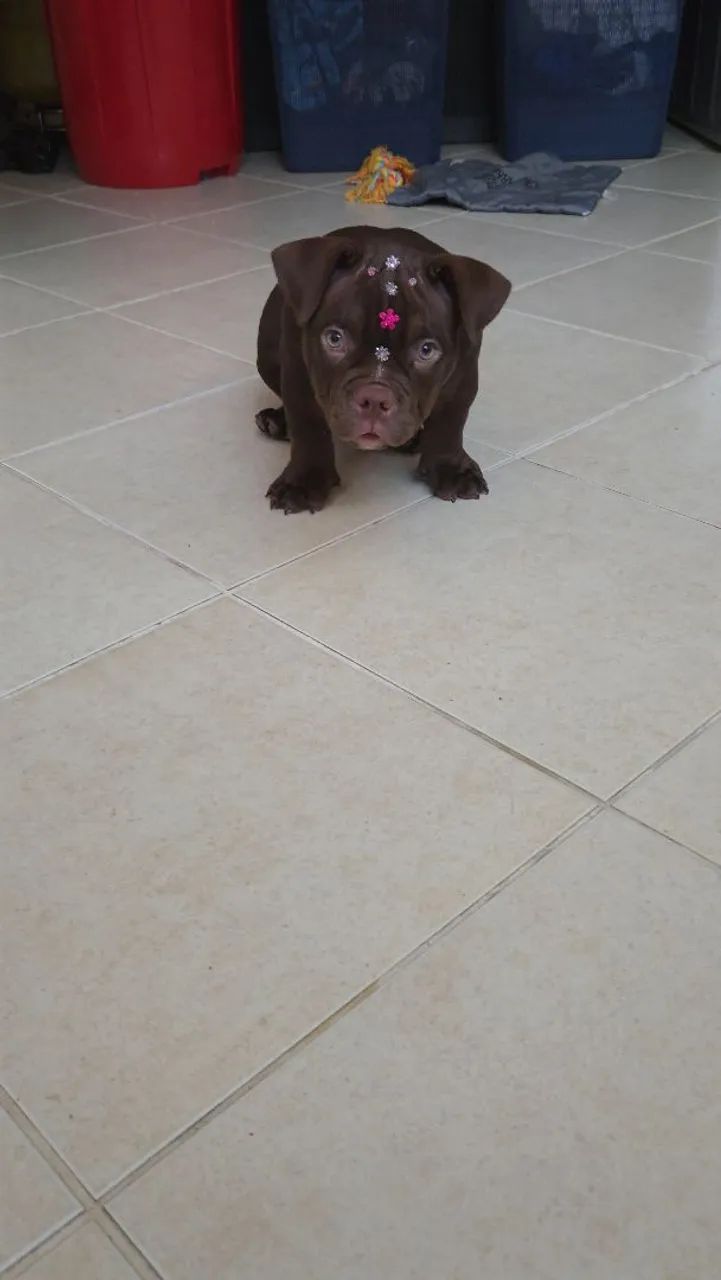 American bully micro fêmea com pedigree - Foto 2