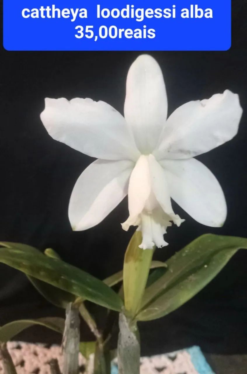 Orquídeas Perfeitas e Maravilhosas - Foto 4
