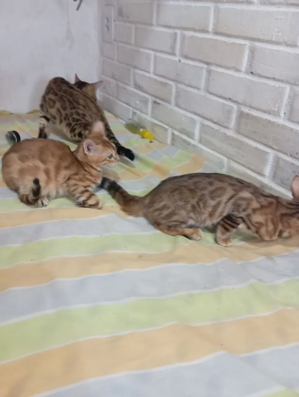BENGAL c pedigree Tropicats  - Foto 6