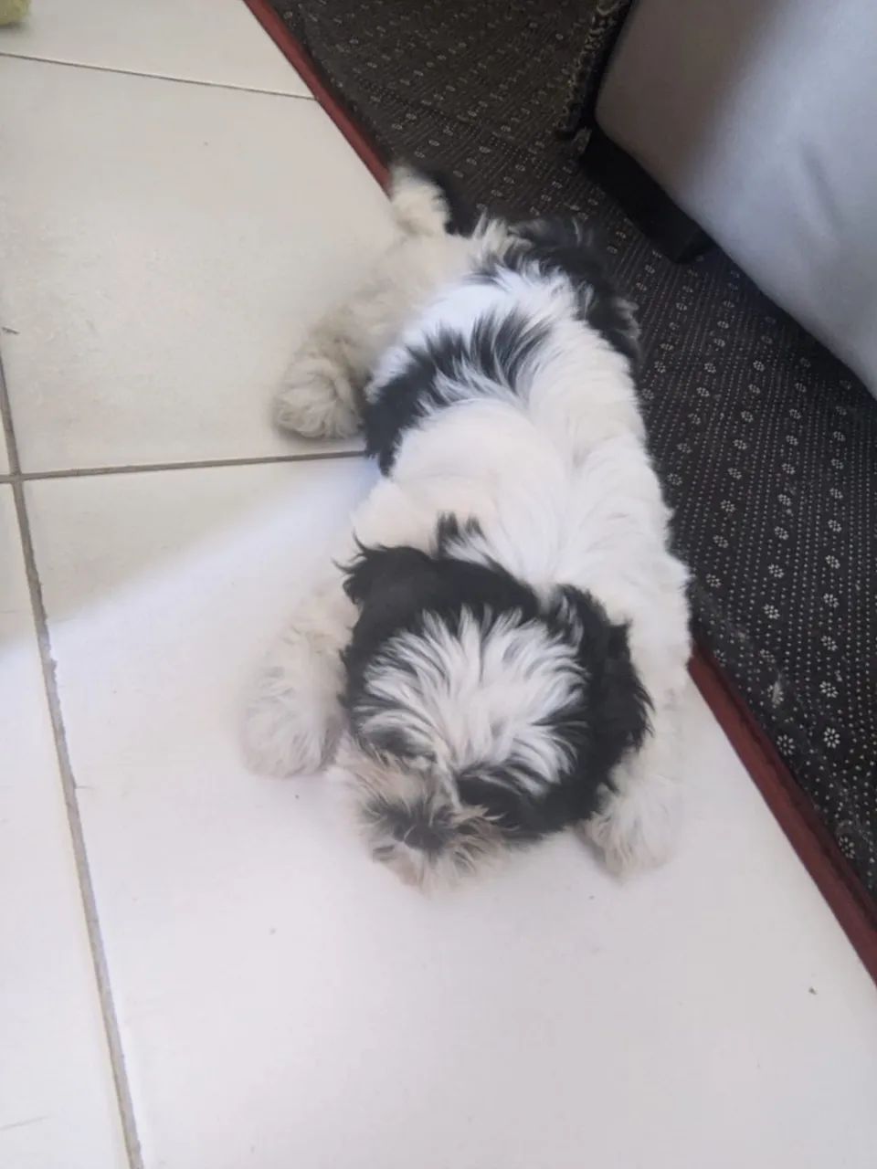 Cachorro Shitzo 