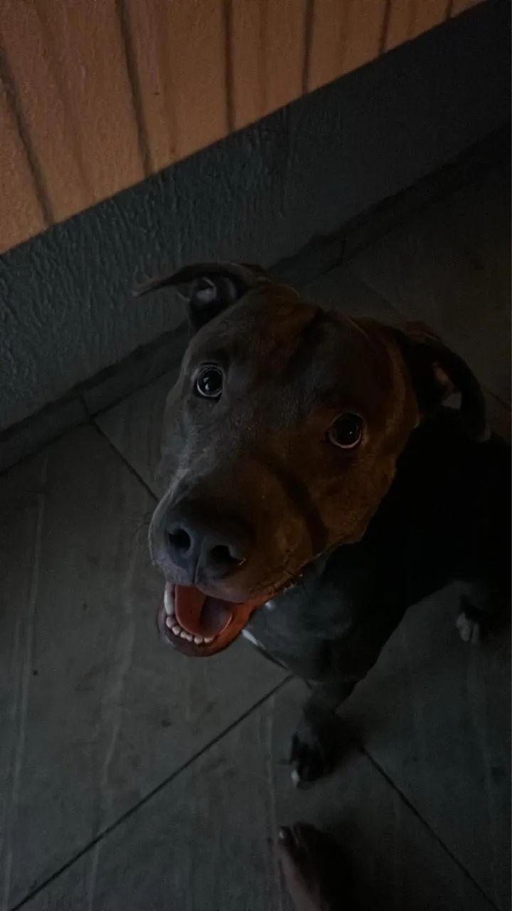 PITBULL PARA DOAÇÃO  - Foto 3