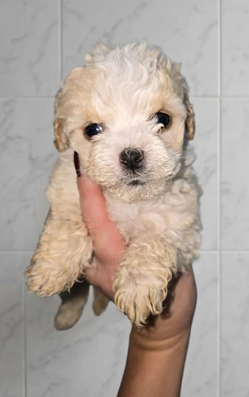 LPoodle micro toy lindos  * leia o anúncio  - Foto 2