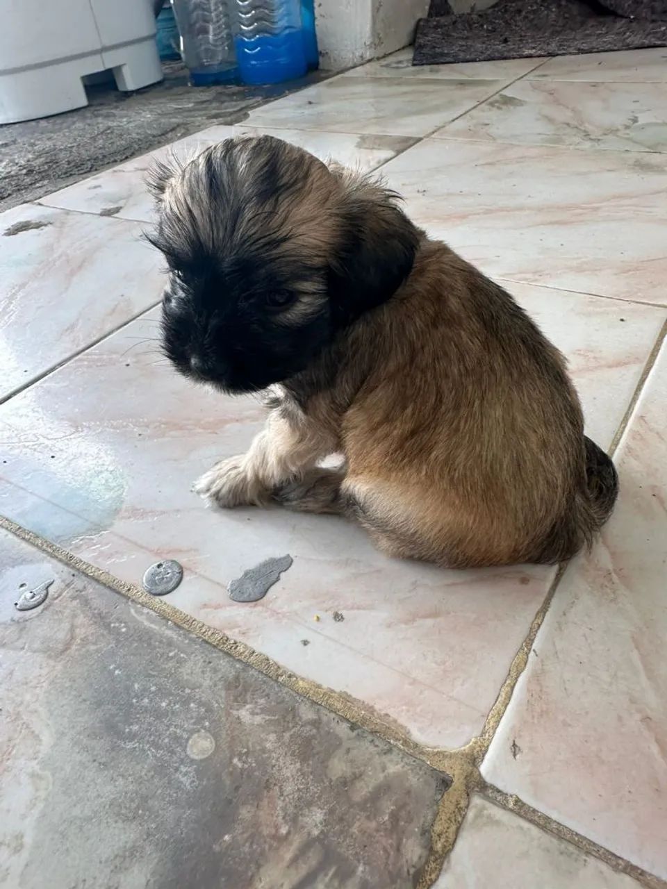 Poodle zero 1 mês  - Foto 2