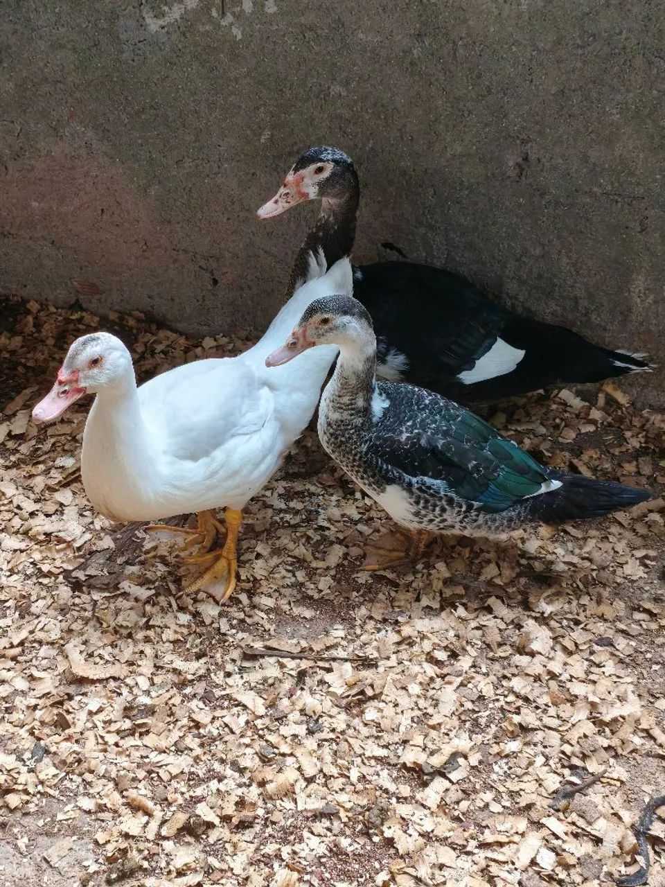 Patos