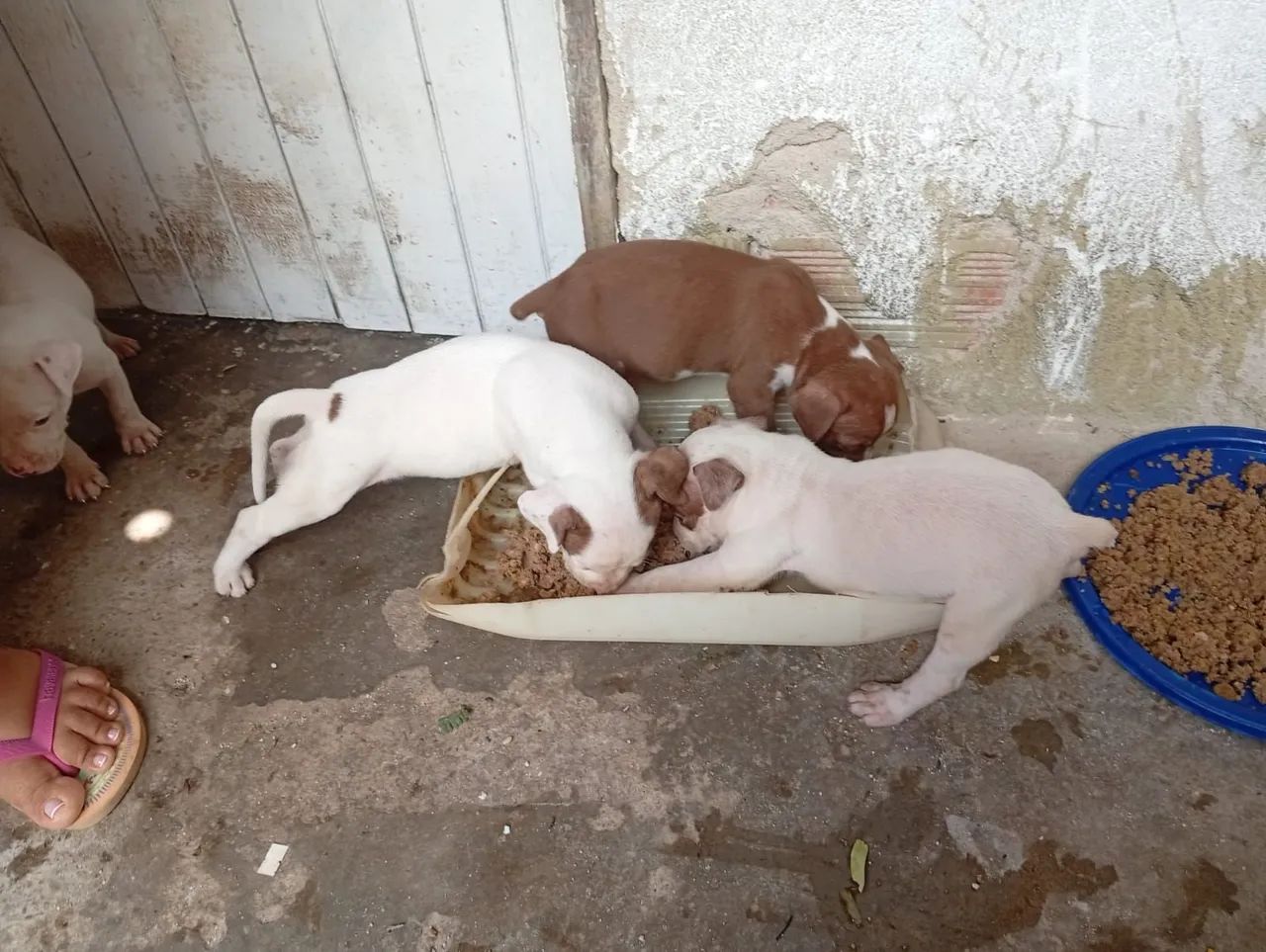 Filhotes de Pitbull 