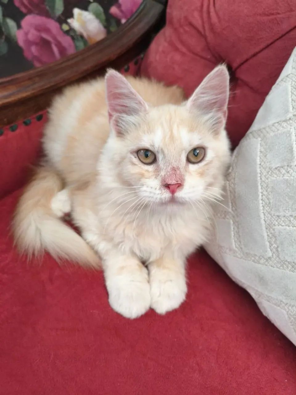 Espetacular Maine Coon  - Foto 4