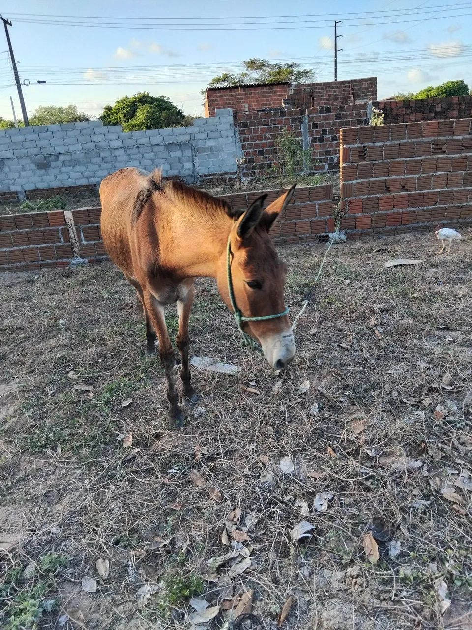 Pra vende  - Foto 3