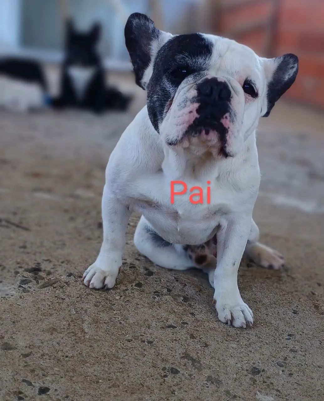 Buldogue francês  - Foto 4