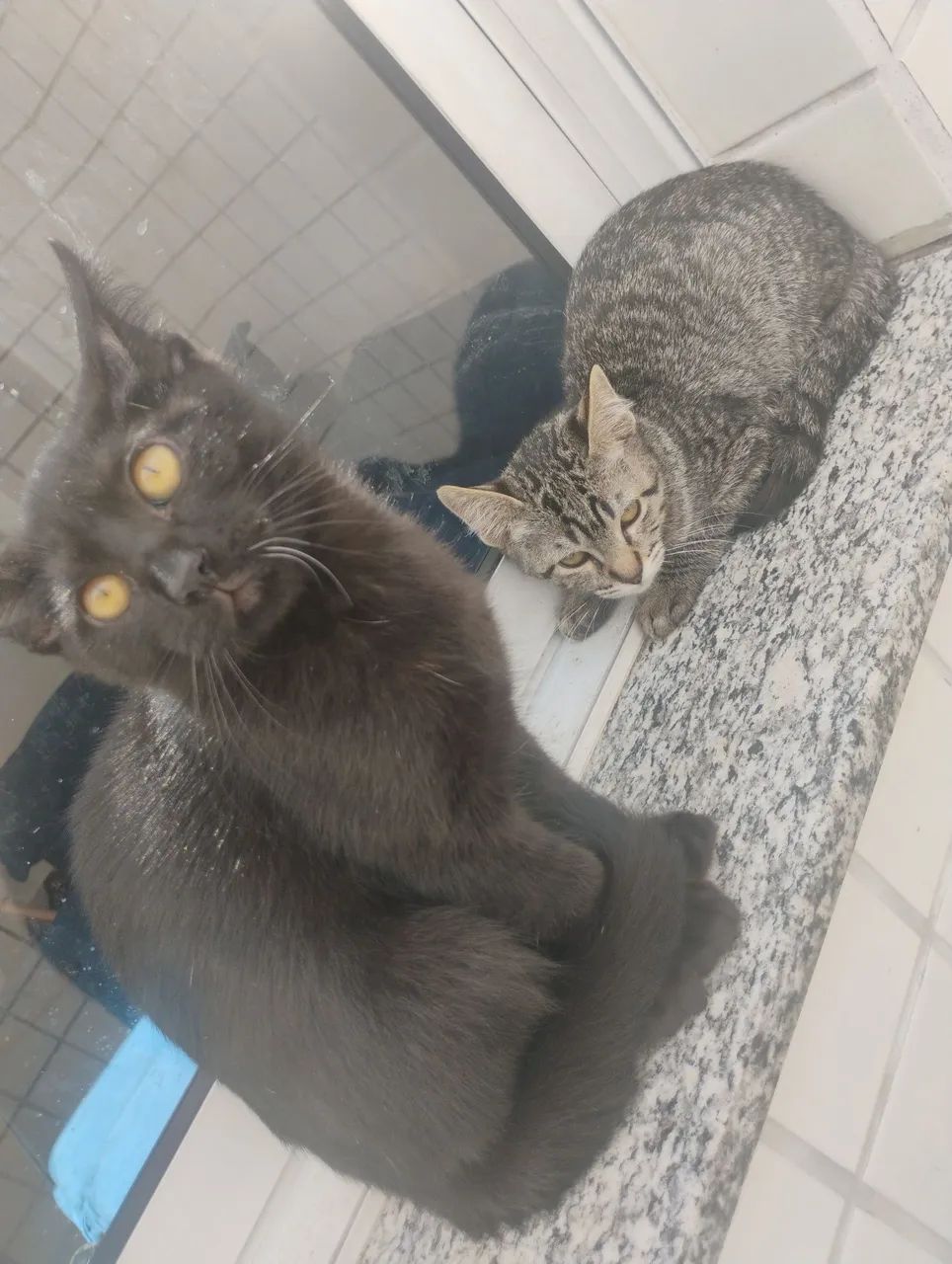Gatos para doação  - Foto 2