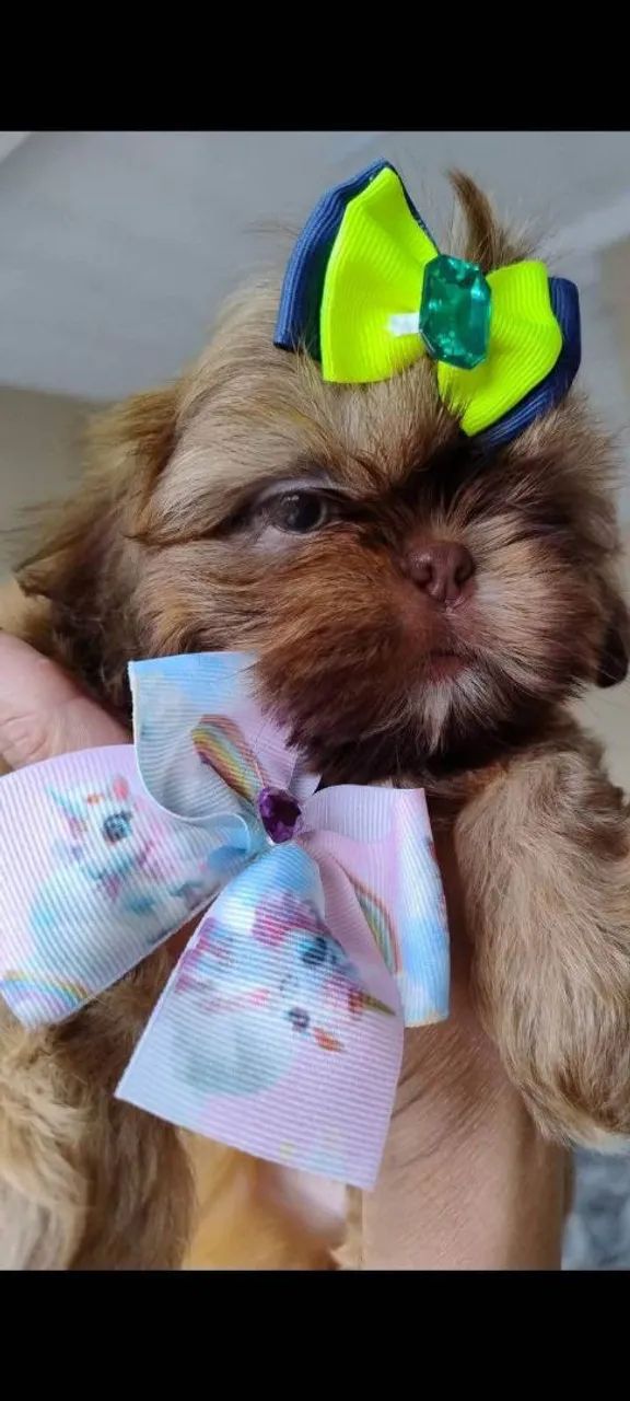 Filhote shih tzu, O amigo mais fiel que você pode ter está aqui!