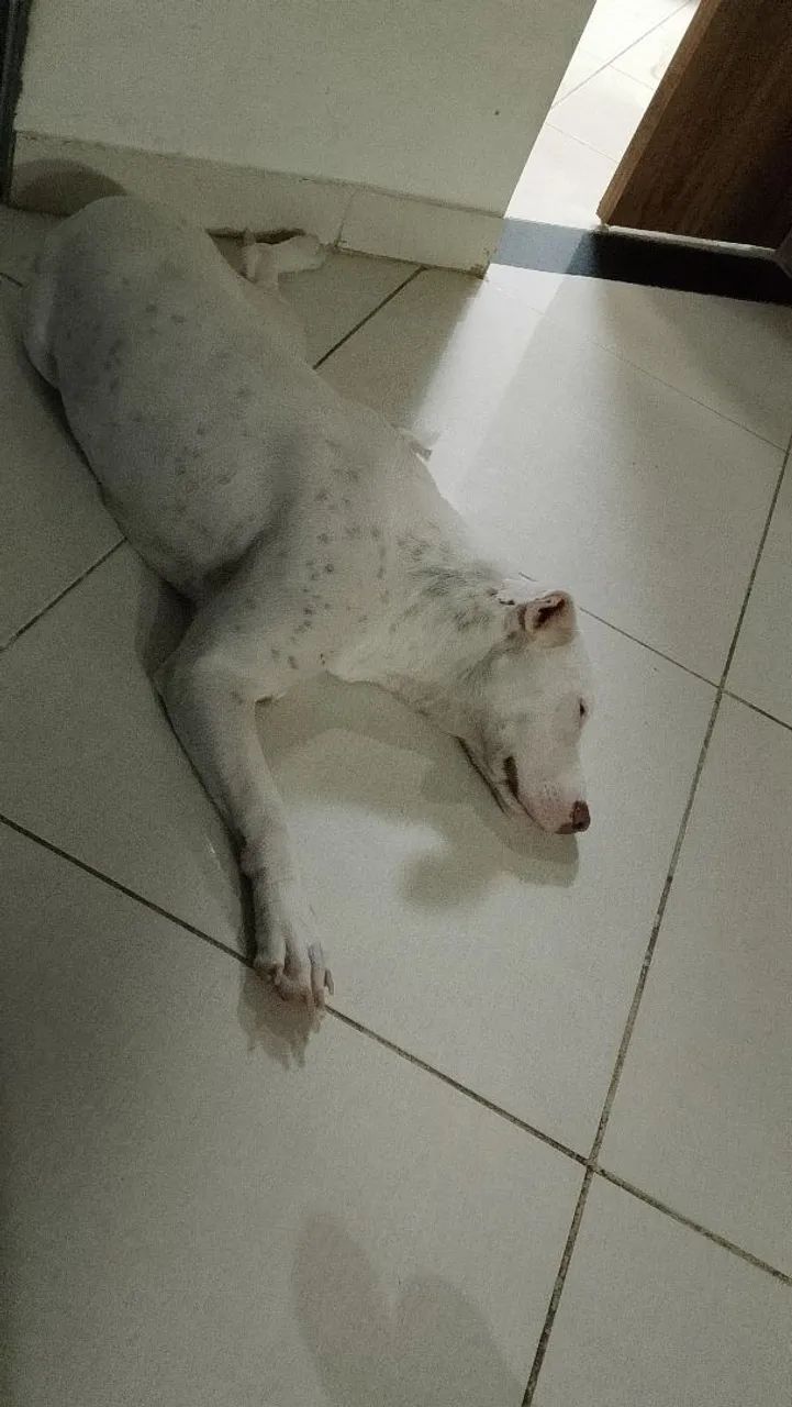 Doação 