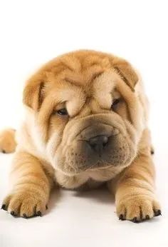 Sharpei