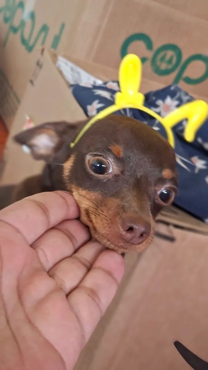 pinscher - Foto 3