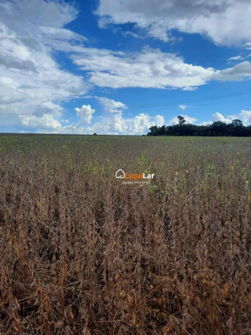163 Hectares - Bandeirantes/MS - Foto 3