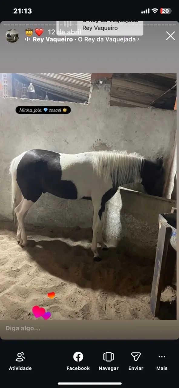 Vende-se Potro MM - Foto 4