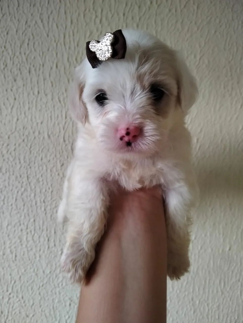 Filhote de poodle  - Foto 4