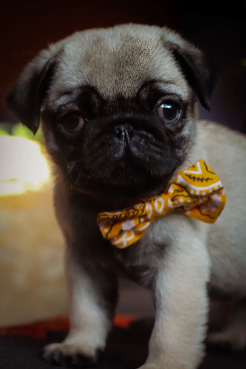 Pug macho  - Foto 2