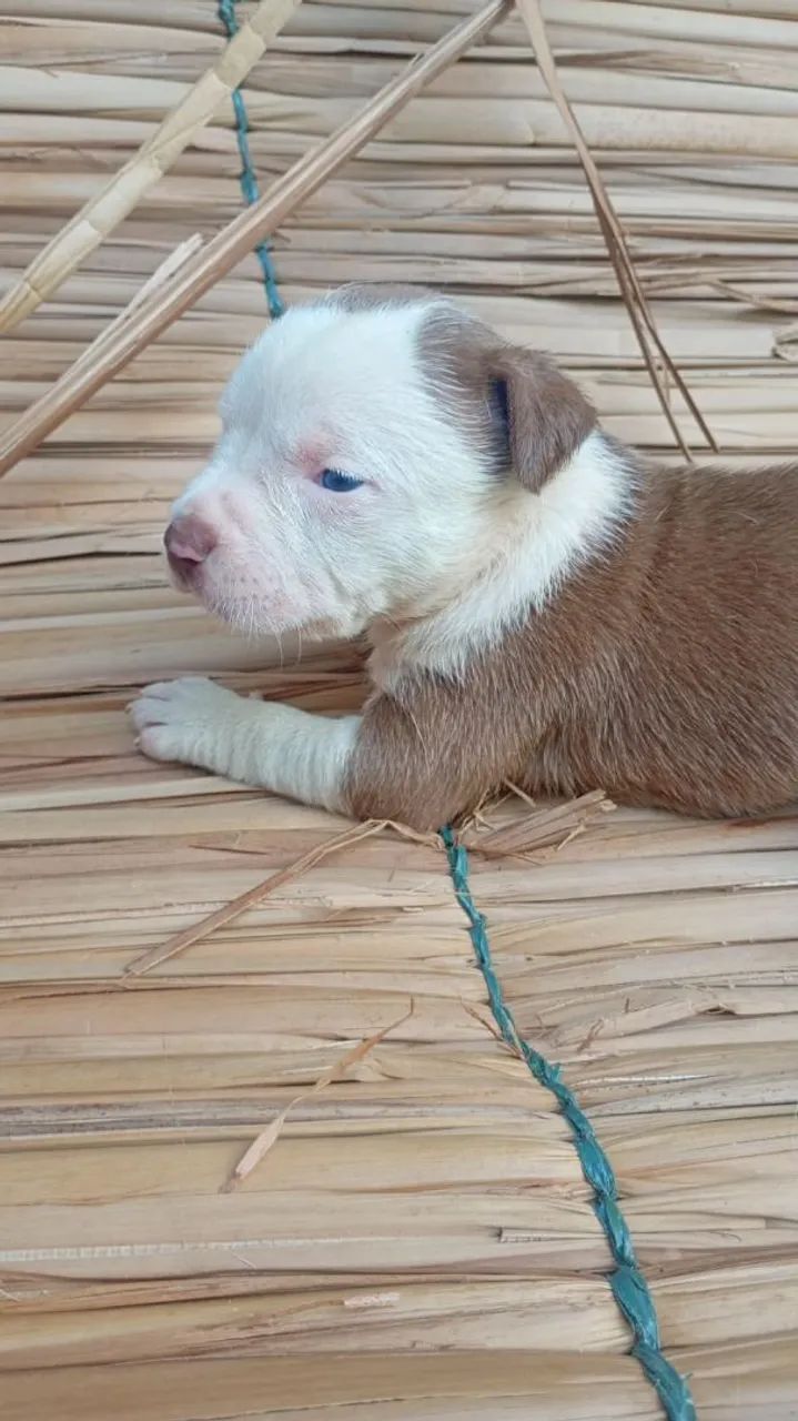 Filhote América bully