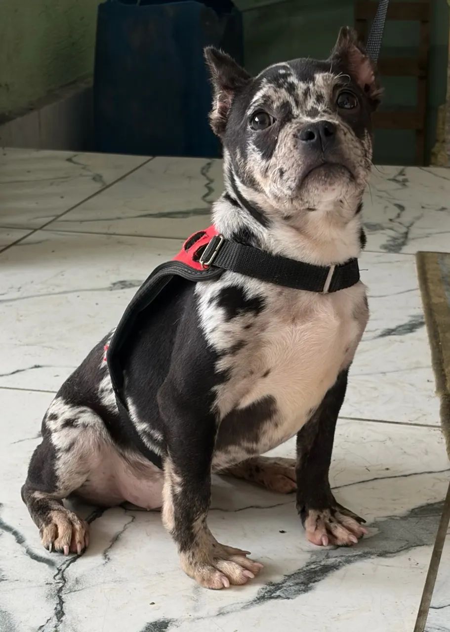 American Bully  - Foto 2