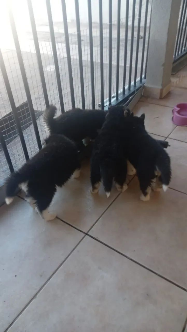 Vendo filhotes de husky - Foto 4