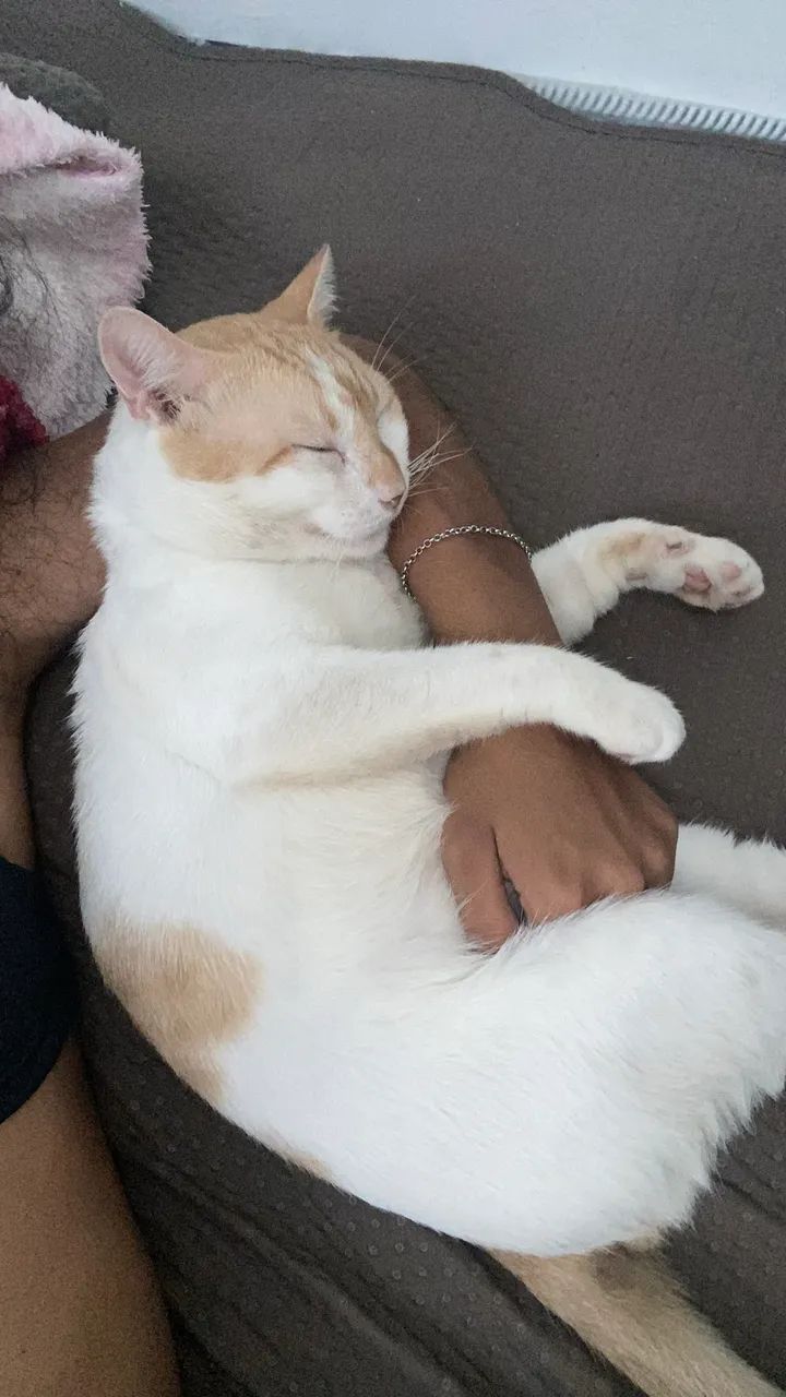ADOÇÃO RESPONSÁVEL  - Foto 4