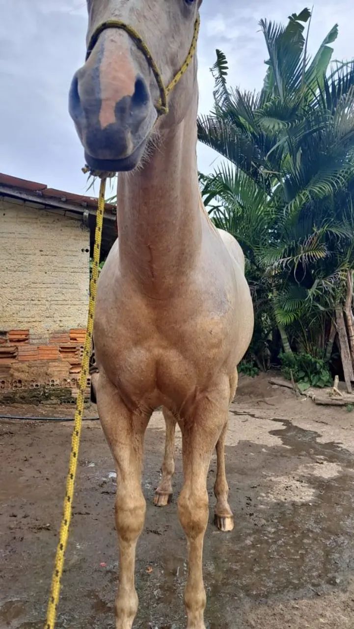 Vendo potro com documento.20 mil - Foto 4