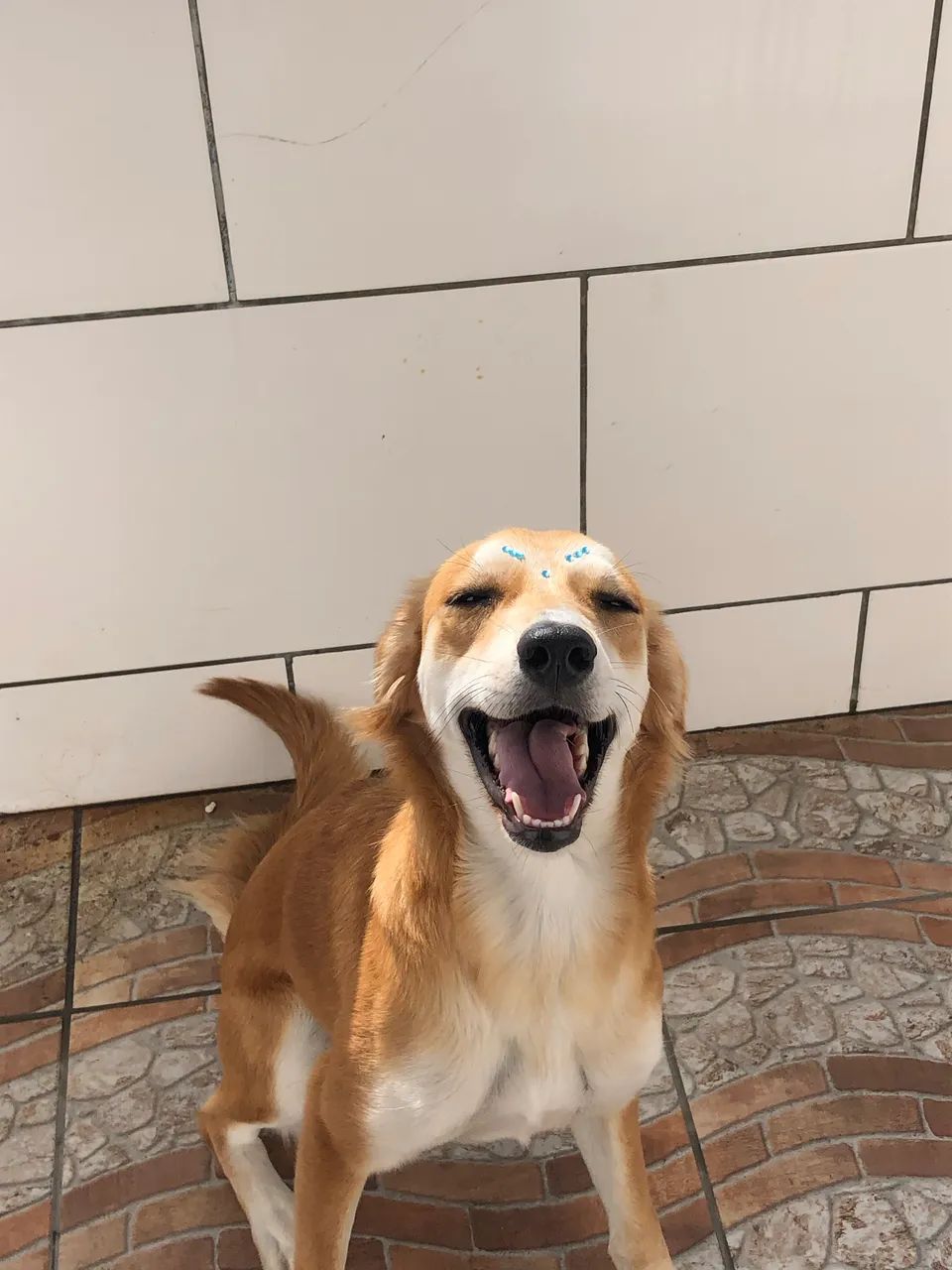 Doação de cachorro