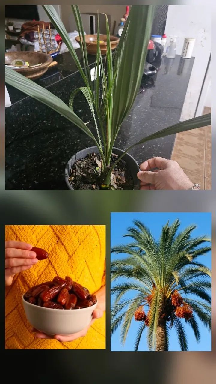 Rara Tâmara mudas fruto palmeira