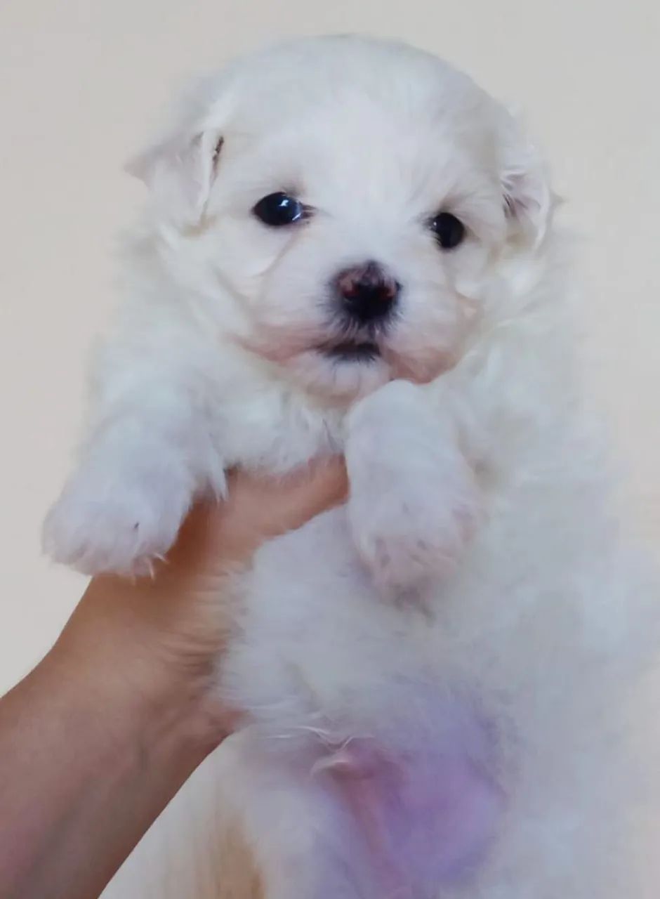 Maltês macho mini  - Foto 2