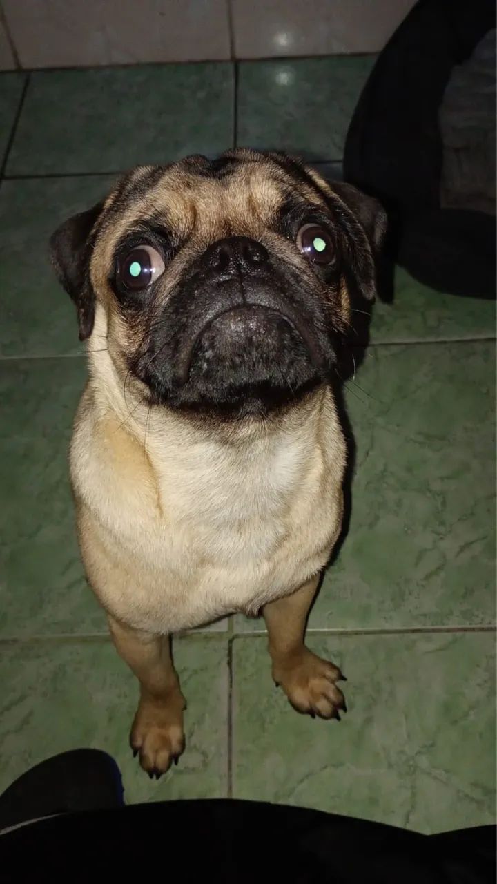 Filhote de pug macho 