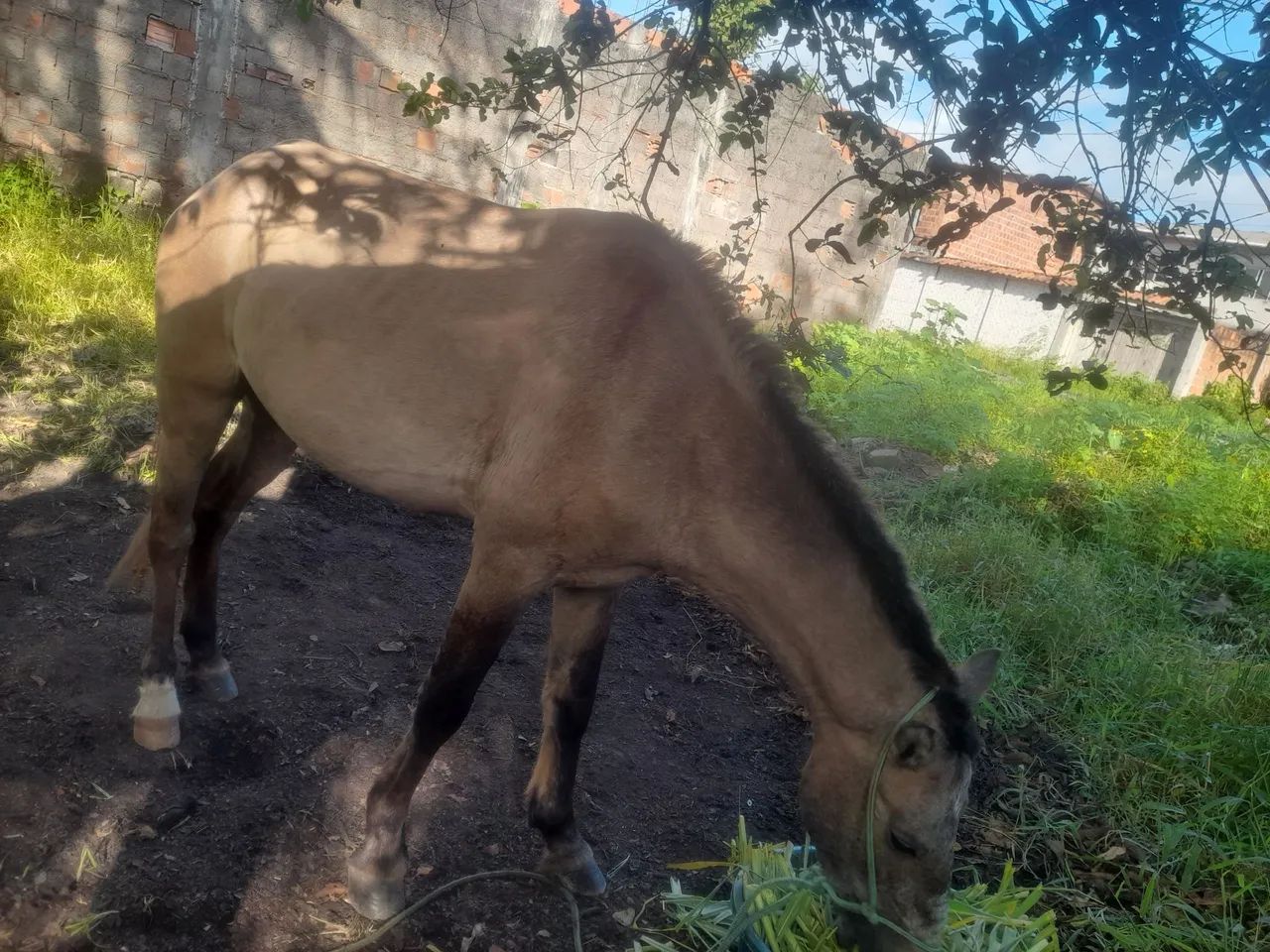 Cavalo - Foto 3