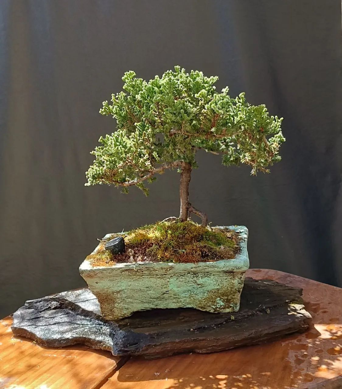 Bonsai juniperus horizontalis  - Foto 2