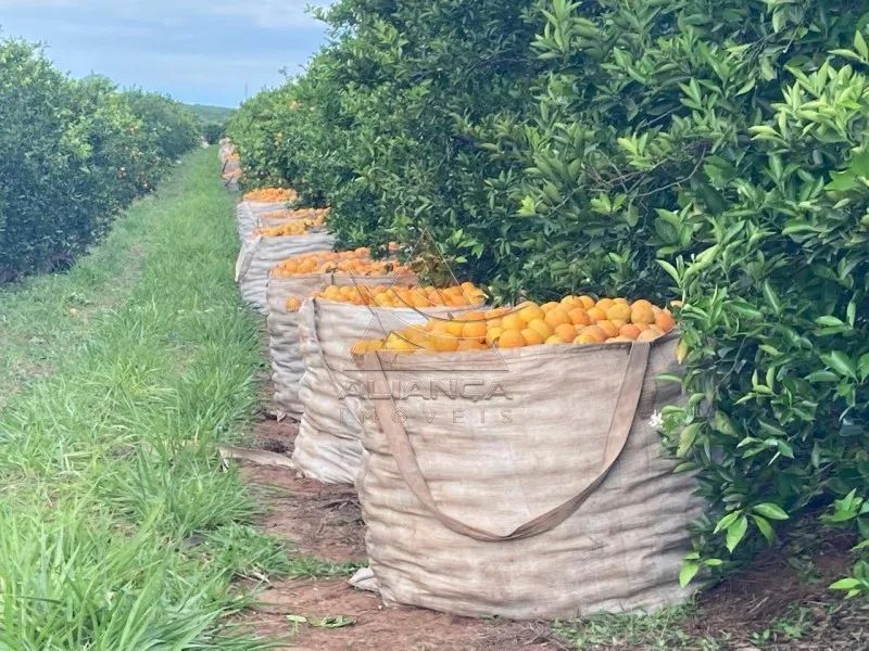 Fazenda - Marília - Zona Rural