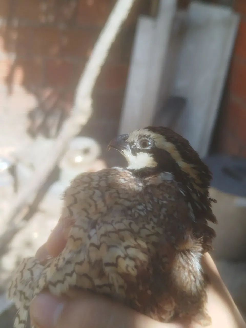 Codorna bobwhite (macho) - Foto 3