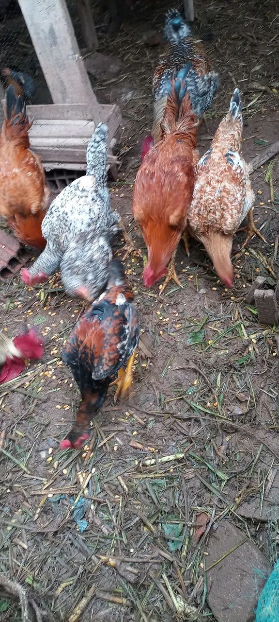 Vende-se Frango caipira  - Foto 2
